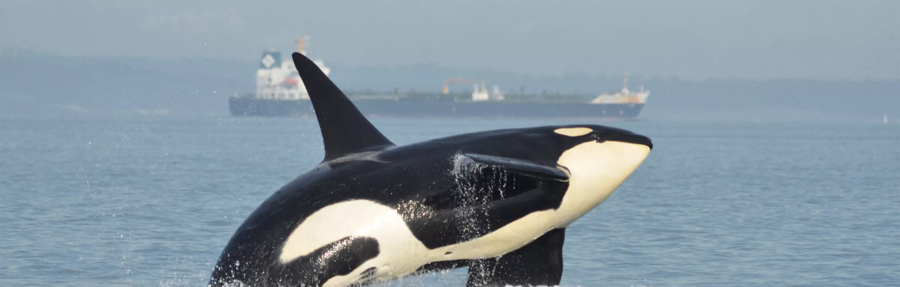 Orca in the Haro Strait