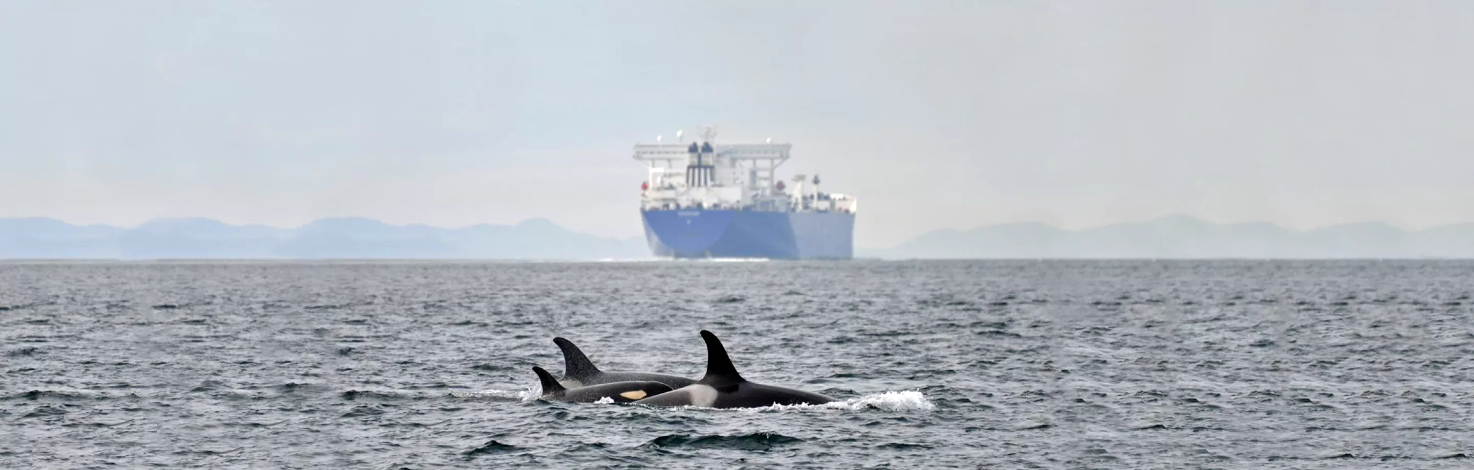 Orcas with ship in background