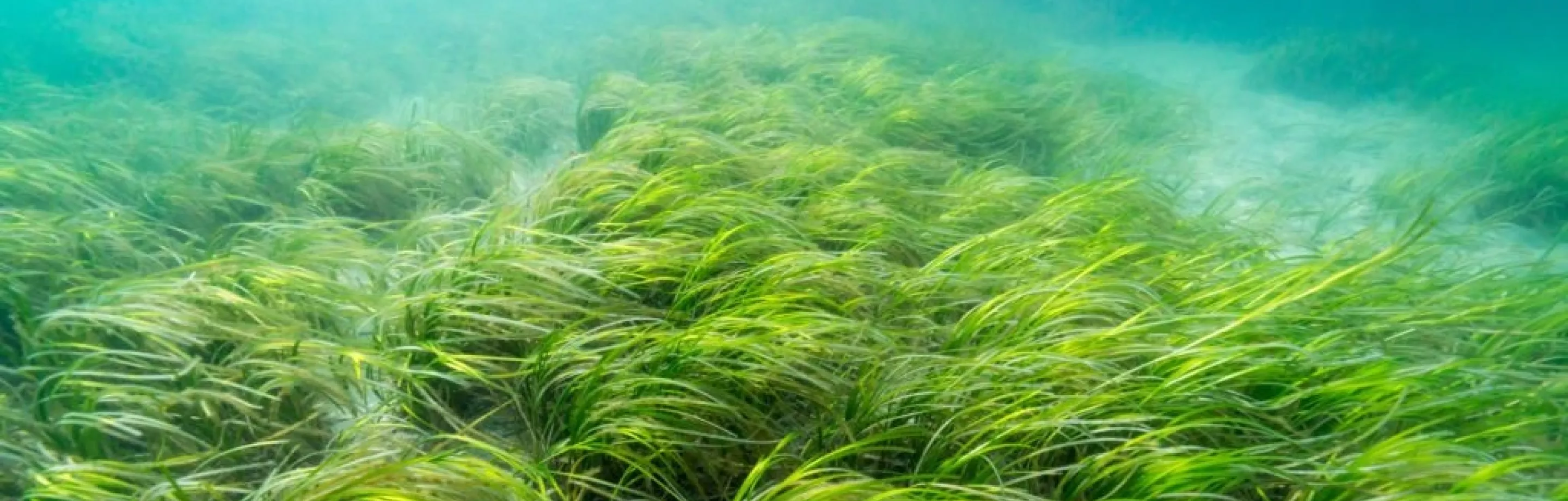 Eelgrass