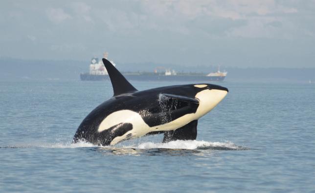 Orca in the Haro Strait