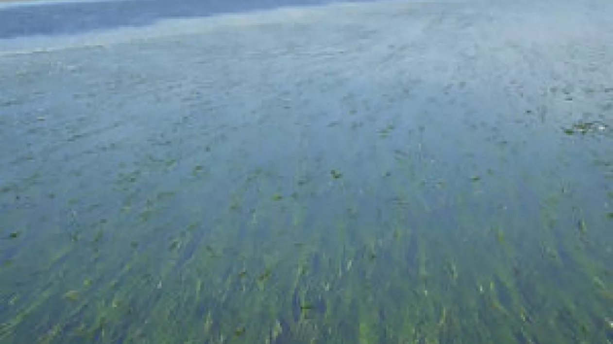 Eelgrass meadows at Roberts Bank near Delta, British Columbia